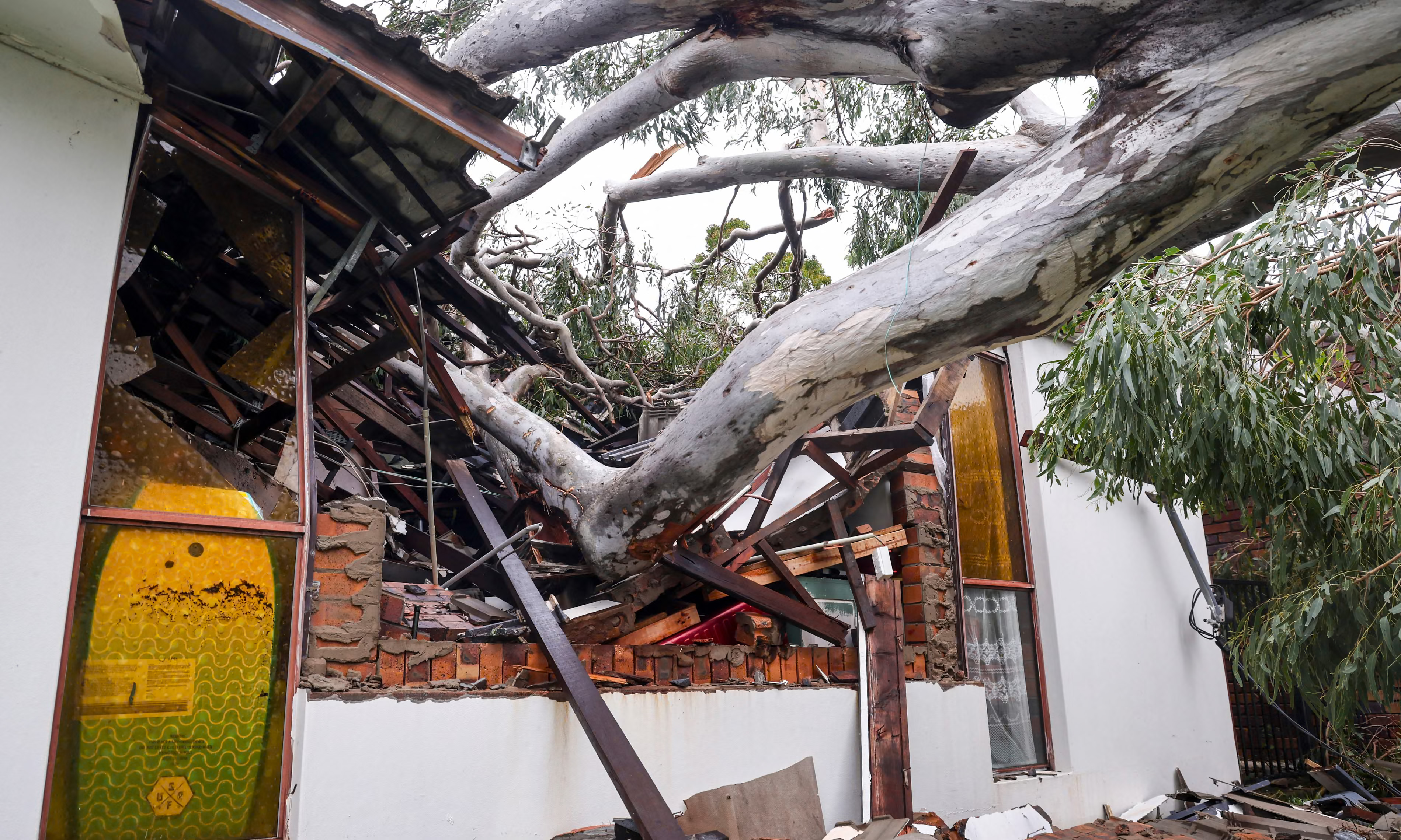 Picture shows eucalyptus tree fallen and damaging home as a result of ex-tropical Cyclone Alfred